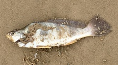 Paralonchurus brasiliensis