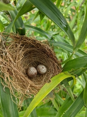 Sporophila americana