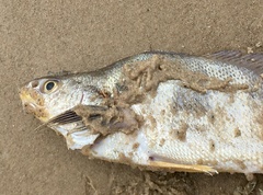Paralonchurus brasiliensis