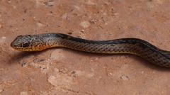 Psammophis phillipsii