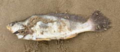 Paralonchurus brasiliensis