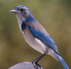 California Scrub-Jay - Photo (c) Dawn Beattie, some rights reserved (CC BY)