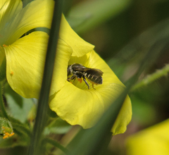 Protosmia rubifloris