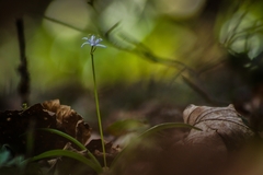 Scilla kladnii