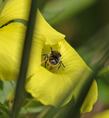 Protosmia rubifloris