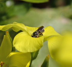 Protosmia rubifloris