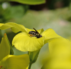 Protosmia rubifloris