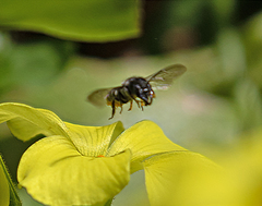 Protosmia rubifloris