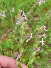 Silene gallica