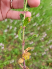 Silene gallica