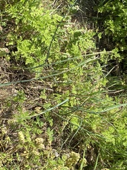Allium fraseri