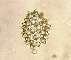 Ducellieria chodatii