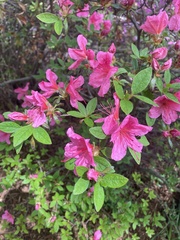 Rhododendron catawbiense