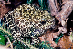 Lithobates areolatus