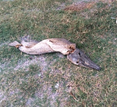 Atractosteus spatula