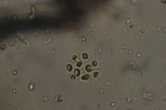 Dictyosphaerium