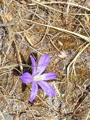 Brodiaea nana