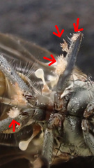 Fanniomyces ceratophorus