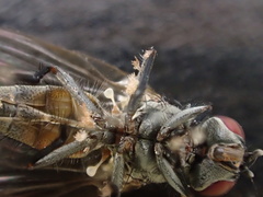 Fanniomyces ceratophorus