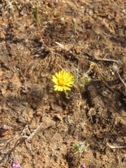 Pentachaeta aurea aurea