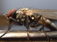 Fanniomyces ceratophorus