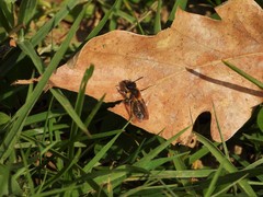 Andrena haemorrhoa