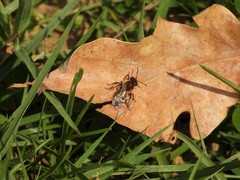 Andrena haemorrhoa