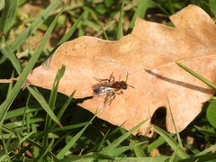 Andrena haemorrhoa