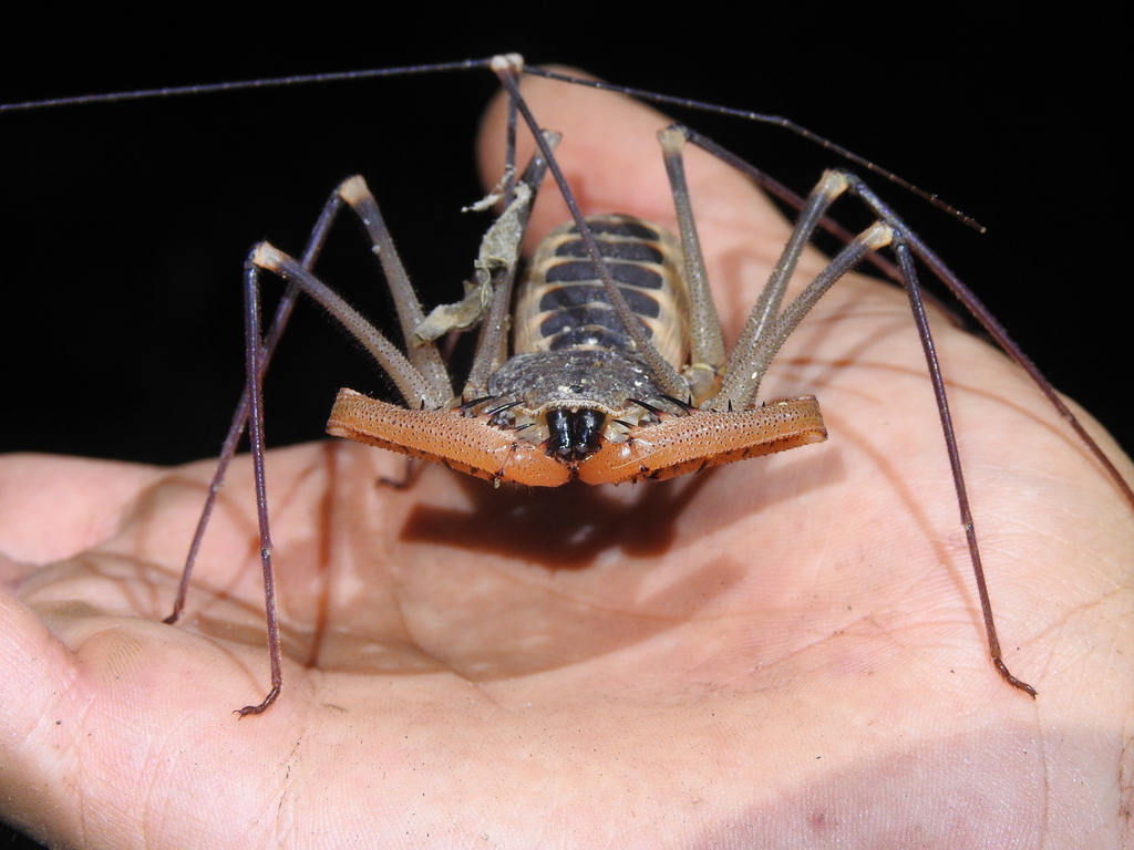 Baja whipspider