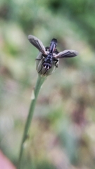 Cylindromyia bicolor