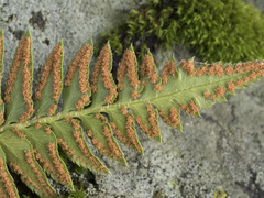 Polystichum imbricans