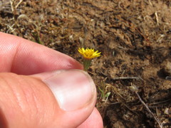 Pentachaeta aurea aurea