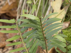 Polystichum imbricans