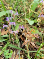 Phelipanche nana