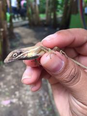 Anolis auratus