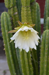 Trichocereeae
