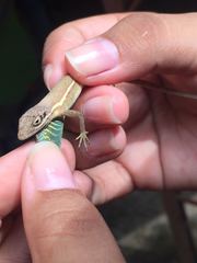 Anolis auratus