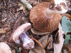 Cortinarius argenteopileatus