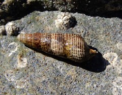 Batillaria attramentaria