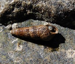 Batillaria attramentaria