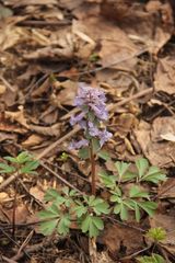 Corydalis solida