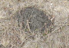 Spalax microphthalmus