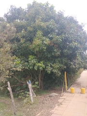 Cupania
