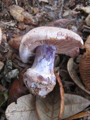 Cortinarius argenteopileatus