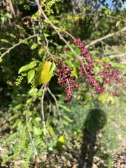 Trichostigma octandrum