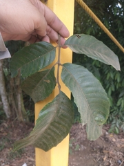 Cupania