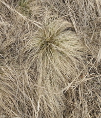 Carex humilis