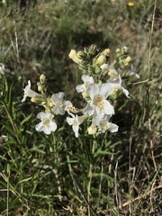 Penstemon guadalupensis