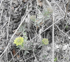 Alyssum montanum gmelinii