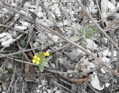 Alyssum montanum gmelinii